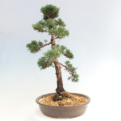 Vonkajšie bonsai - Juniperus chinensis Kishu -Jalovec čínsky - 4