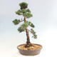 Vonkajšie bonsai - Juniperus chinensis Kishu -Jalovec čínsky - 4/4