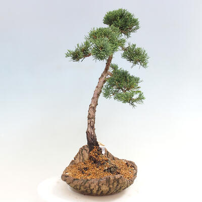 Vonkajšie bonsai - Juniperus chinensis Kishu -Jalovec čínsky - 4