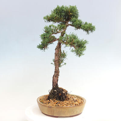 Vonkajšie bonsai - Juniperus chinensis Kishu -Jalovec čínsky - 4