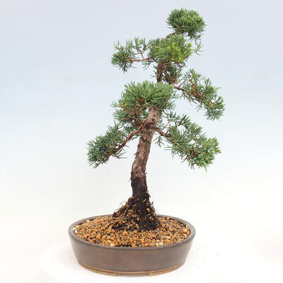 Vonkajšie bonsai - Juniperus chinensis Kishu -Jalovec čínsky - 4