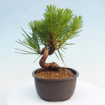 Vonkajší bonsai - Pinus thunbergii - Borovica thunbergova - 4