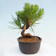 Vonkajší bonsai - Pinus thunbergii - Borovica thunbergova - 4/4