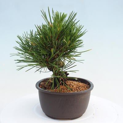 Vonkajší bonsai - Pinus thunbergii - Borovica thunbergova - 4