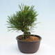 Vonkajší bonsai - Pinus thunbergii - Borovica thunbergova - 4/4