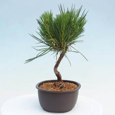 Vonkajší bonsai - Pinus thunbergii - Borovica thunbergova - 4