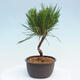 Vonkajší bonsai - Pinus thunbergii - Borovica thunbergova - 4/4