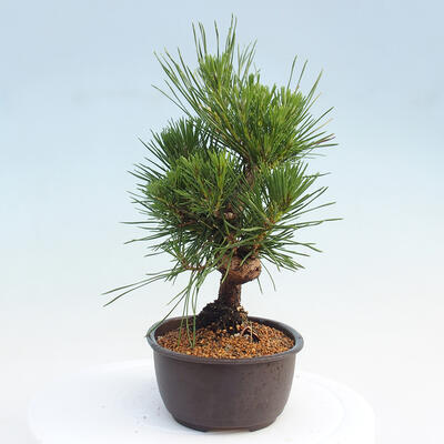 Vonkajší bonsai - Pinus thunbergii - Borovica thunbergova - 4