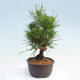 Vonkajší bonsai - Pinus thunbergii - Borovica thunbergova - 4/4