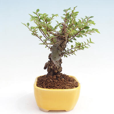 Vonkajšie bonsai - Zelkova - Zelkova NIRE - 4