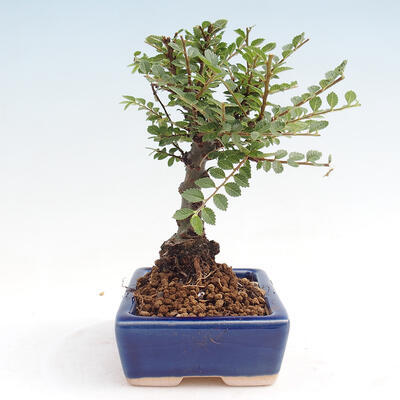 Vonkajšie bonsai - Zelkova - Zelkova NIRE - 4