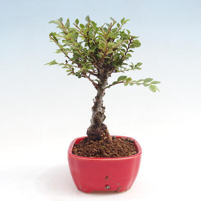 Vonkajšie bonsai - Zelkova - Zelkova NIRE - 4