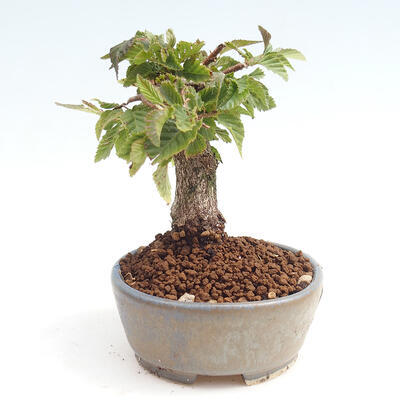 Vonkajší bonsai -Carpinus CARPINOIDES - Hrab kórejský - 4