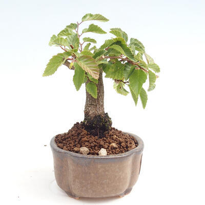 Vonkajší bonsai -Carpinus CARPINOIDES - Hrab kórejský - 4