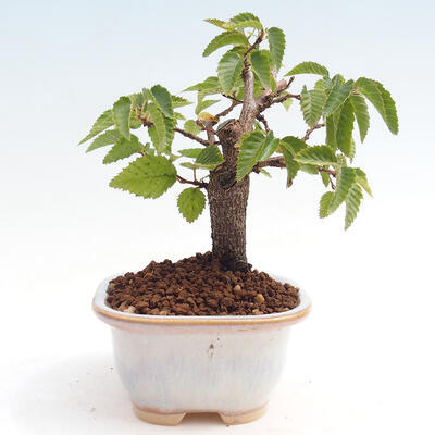 Vonkajší bonsai -Carpinus CARPINOIDES - Hrab kórejský - 4