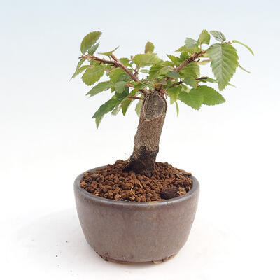 Vonkajší bonsai -Carpinus CARPINOIDES - Hrab kórejský - 4