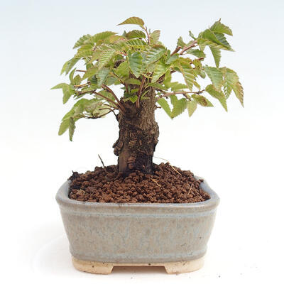 Vonkajší bonsai -Carpinus CARPINOIDES - Hrab kórejský - 4