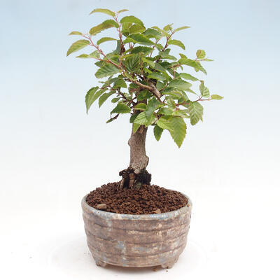 Vonkajší bonsai -Carpinus CARPINOIDES - Hrab kórejský - 4