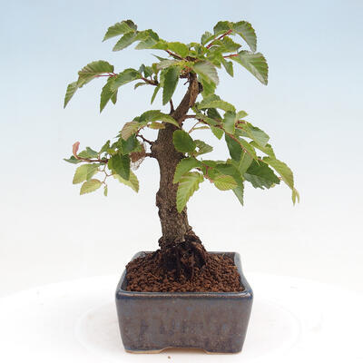 Vonkajší bonsai -Carpinus CARPINOIDES - Hrab kórejský - 4