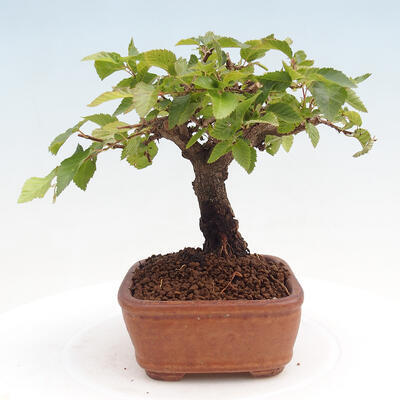 Vonkajší bonsai -Carpinus CARPINOIDES - Hrab kórejský - 4