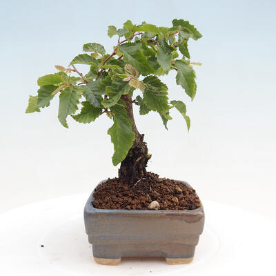 Vonkajší bonsai -Carpinus CARPINOIDES - Hrab kórejský - 4