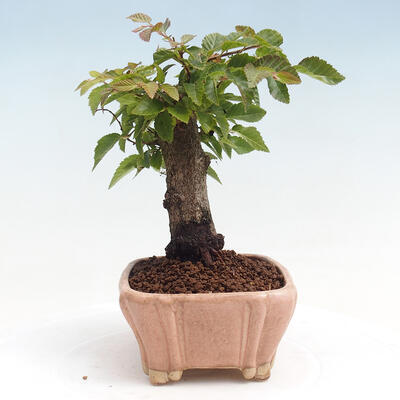 Vonkajší bonsai -Carpinus CARPINOIDES - Hrab kórejský - 4