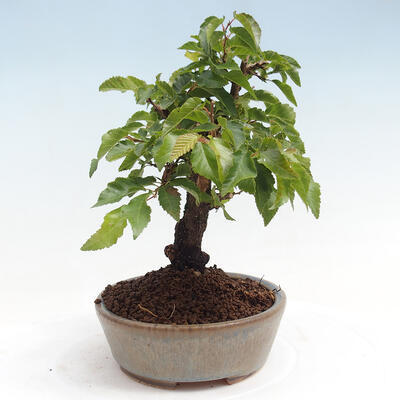 Vonkajší bonsai -Carpinus CARPINOIDES - Hrab kórejský - 4