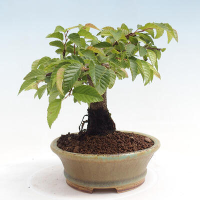 Vonkajší bonsai -Carpinus CARPINOIDES - Hrab kórejský - 4