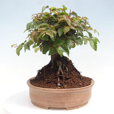 Vonkajší bonsai -Carpinus CARPINOIDES - Hrab kórejský - 4