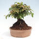 Vonkajší bonsai -Carpinus CARPINOIDES - Hrab kórejský - 4/4