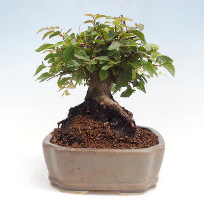 Vonkajší bonsai -Carpinus CARPINOIDES - Hrab kórejský - 4