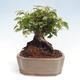 Vonkajší bonsai -Carpinus CARPINOIDES - Hrab kórejský - 4/4