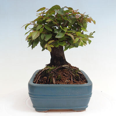 Vonkajší bonsai -Carpinus CARPINOIDES - Hrab kórejský - 4