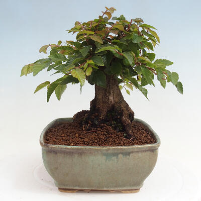 Vonkajší bonsai -Carpinus CARPINOIDES - Hrab kórejský - 4