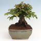 Vonkajší bonsai -Carpinus CARPINOIDES - Hrab kórejský - 4/4