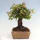 Vonkajší bonsai -Carpinus CARPINOIDES - Hrab kórejský - 4/4