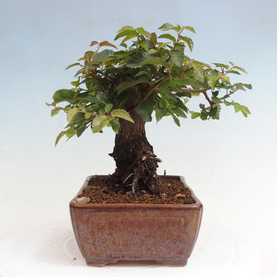 Vonkajší bonsai -Carpinus CARPINOIDES - Hrab kórejský - 4