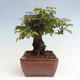 Vonkajší bonsai -Carpinus CARPINOIDES - Hrab kórejský - 4/4