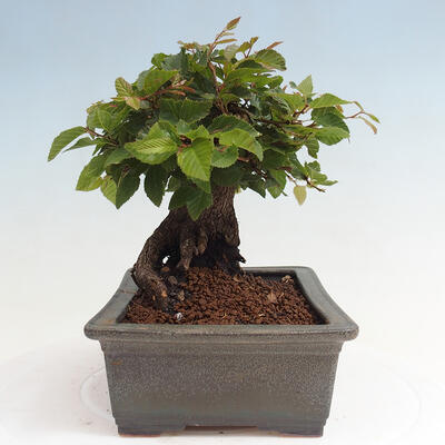 Vonkajší bonsai -Carpinus CARPINOIDES - Hrab kórejský - 4