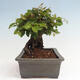 Vonkajší bonsai -Carpinus CARPINOIDES - Hrab kórejský - 4/4