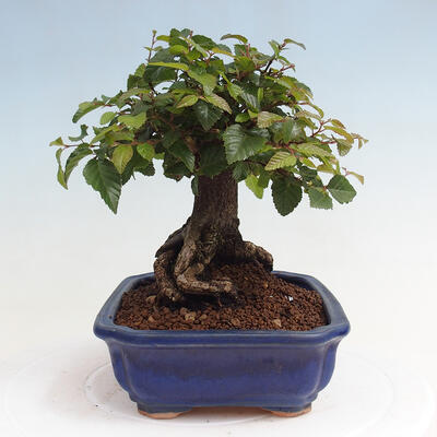 Vonkajší bonsai -Carpinus CARPINOIDES - Hrab kórejský - 4