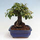 Vonkajší bonsai -Carpinus CARPINOIDES - Hrab kórejský - 4/4