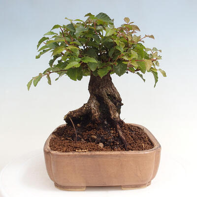 Vonkajší bonsai -Carpinus CARPINOIDES - Hrab kórejský - 4