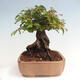 Vonkajší bonsai -Carpinus CARPINOIDES - Hrab kórejský - 4/4