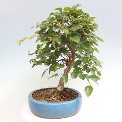 Vonkajší bonsai -Carpinus CARPINOIDES - Hrab kórejský - 4