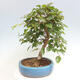 Vonkajší bonsai -Carpinus CARPINOIDES - Hrab kórejský - 4/4