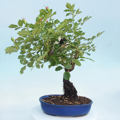 Vonkajší bonsai - Rosa sp. - malokvetá ruža - 4