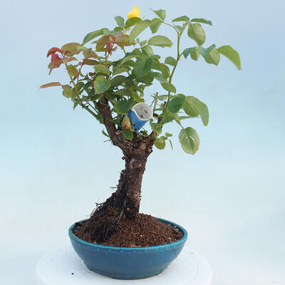 Vonkajší bonsai - Rosa sp. - malokvetá ruža - 4