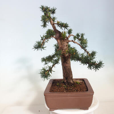 Vonkajší bonsai - Taxus cuspidata - Tis japonský - 4