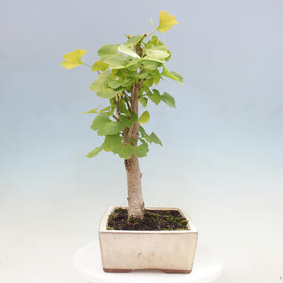 Vonkajší bonsai - Jinan dvojlaločný - Ginkgo biloba - 4